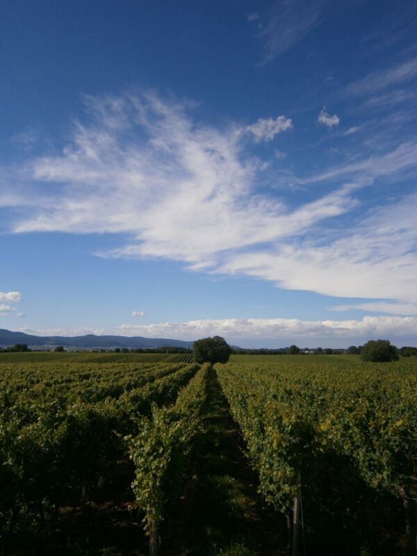 die Arbeiten am Weinberg beginnen beizeiten mit dem Rebschnitt