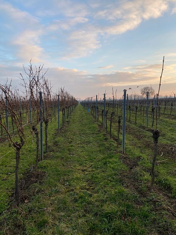 die Arbeiten am Weinberg beginnen beizeiten mit dem Rebschnitt